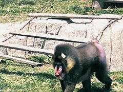 -大连森林动物园