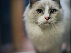 -猫咪博物馆(顶澳仔猫街店)