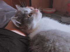 -宠爱多约克夏马尔济斯泰迪小型犬专卖