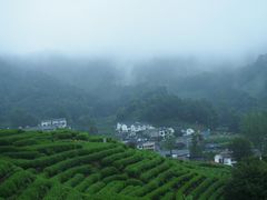 -龙井村