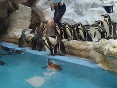 -帝企鹅自助餐厅•儿童岛•真企鹅(长隆企鹅酒店)