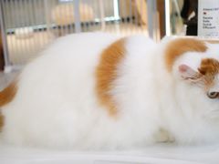 -momokira米努特·德文卷毛猫·棉花面纱犬