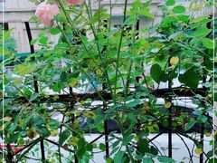 -T-COFFEE(长江花园店)