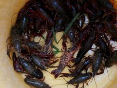 -同銮特种养殖场·龙虾垂钓