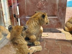 -大连森林动物园