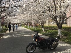 -高东镇樱花园