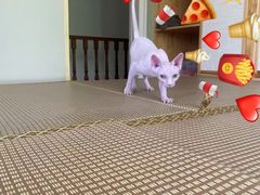 -PETKIT 小佩宠物·低压洗护·美容·寄养(安远店)