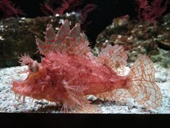 -暹罗海洋世界