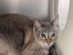 -瑞派·关忠动物医院·猫专科·犬专科(三环新城店)