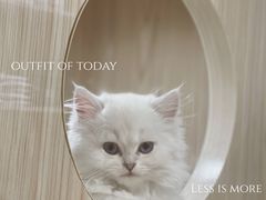 -屋虎猫馆(宝安大仟里店)