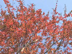 -帐篷客·溪龙茶谷度假酒店