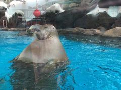 -海合安成都极地海洋公园