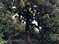 -西湖外事游船(花港观鱼码头)