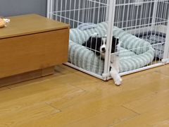 -天宠宠物医院24小时·急重症诊疗中心·全科·腔镜特色(和平分院)