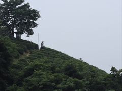 -龙坞茶村