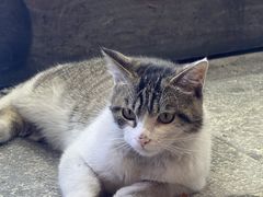 -马相卿特色烤肉面食馆(虎台店)