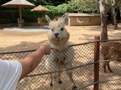 -大连森林动物园