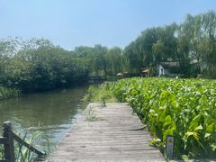 -溱湖国家湿地公园