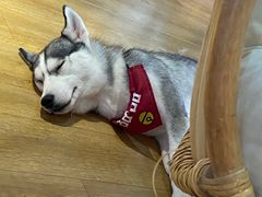 -Husky Go! 哈士奇体验馆·宠物咖啡厅狗咖