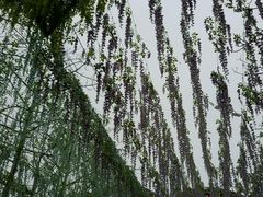 -田野绿世界