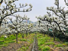 -树山生态村