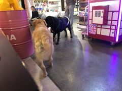 大堂-百好乐宠物友好餐厅(朝外大街店)