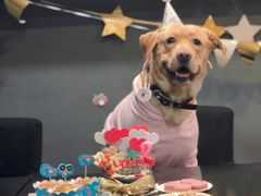 -百好乐宠物友好餐厅(朝外大街店)