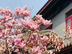 -天津大悲禅院