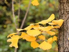 -鹫峰国家森林公园