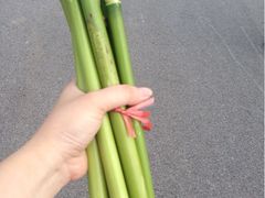 iphone_upload_pic-丫丫蟹庄·苏式园林农家乐·阳澄湖大闸蟹(阳澄湖莲花岛店)