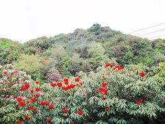 -贵州百里杜鹃风景名胜区
