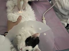 -北京观赏动物医院·24小时大型综合·猫专科·异宠专科