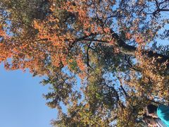 -广州市石门国家森林公园