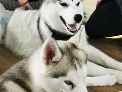 -Husky Go! 哈士奇体验馆·宠物咖啡厅狗咖