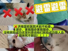 -瑞派雷欧宠物医院·24h夜诊·心脏骨科牙科·全科重症转诊中心(无影山店)