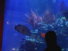 -迪拜帆船酒店海底餐厅