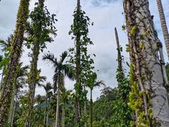 -海南热带雨林国家公园吊罗山景区
