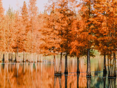 -白鹭湾湿地公园