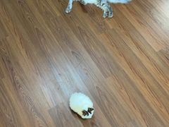 -楼上猫咖(罗湖店)