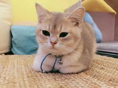 -房东的猫宠物生活馆