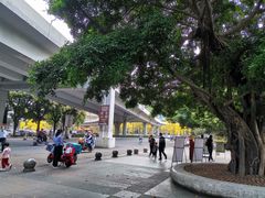 -晓港公园