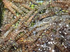 -驻海渔市(置信店)