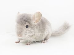 -龙猫仔乐园(惠福东路店)