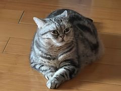 -第戎蛋糕(恒隆广场店)