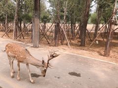 -秦皇岛野生动物园