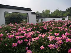 -盆景园(扬州大运河文化旅游度假区)