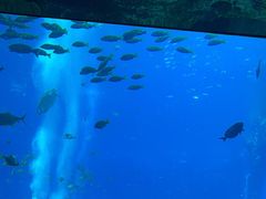 -亚特兰蒂斯•OSSIANO奥西亚诺海底餐厅