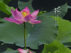 -莲花池公园