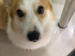 -佳雯宠物医院·皮肤科·内外科(春晓路分院)