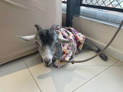 -怪兽屋·羊驼·猫咖·狗咖(俊华广场店)